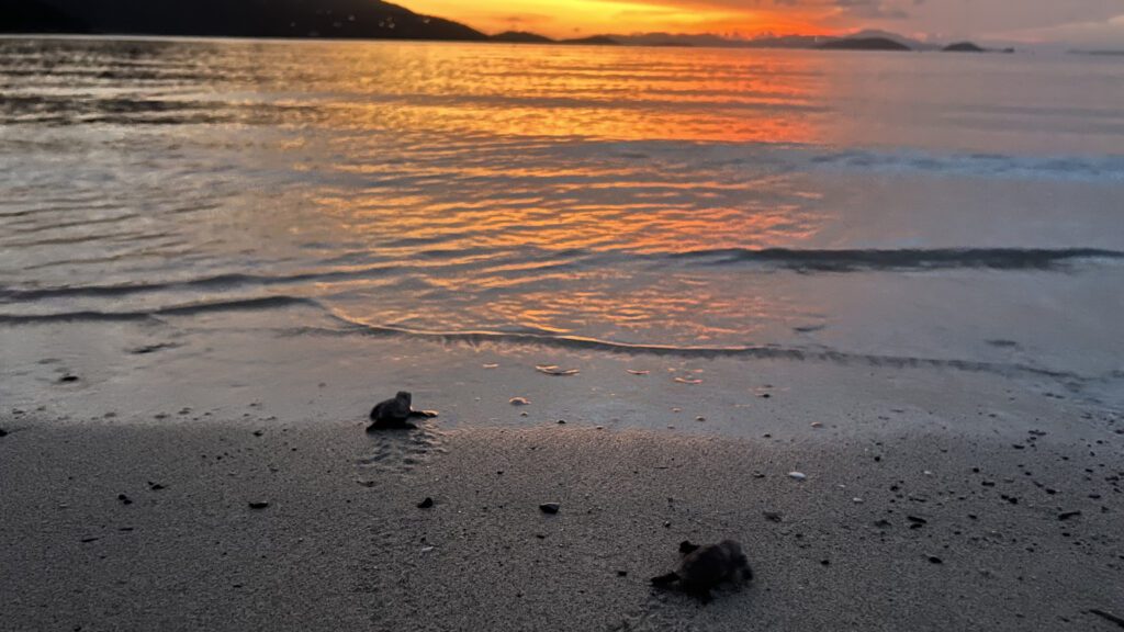 Hatchlings at sunset 16x9