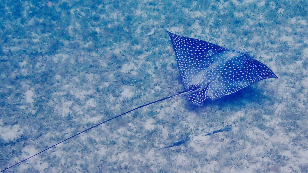 Long-tailed spotted eagle ray gliding