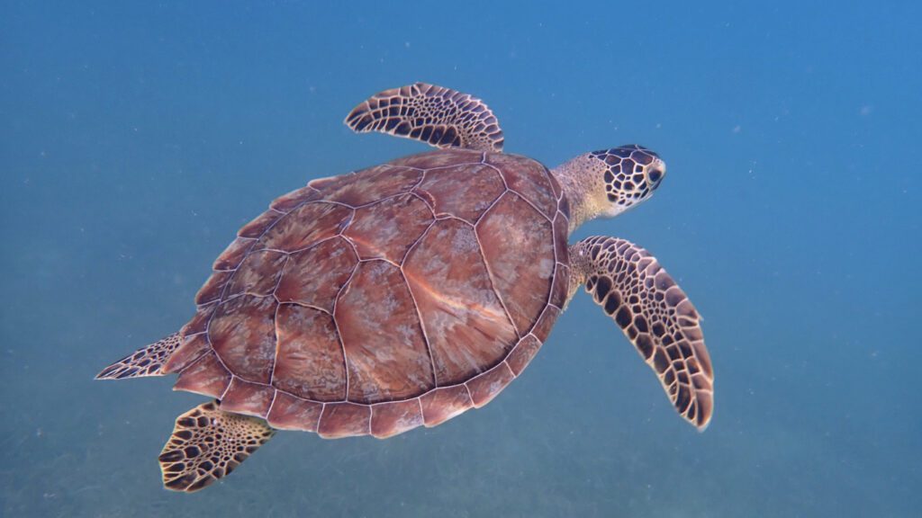 swimming turtle 16x9
