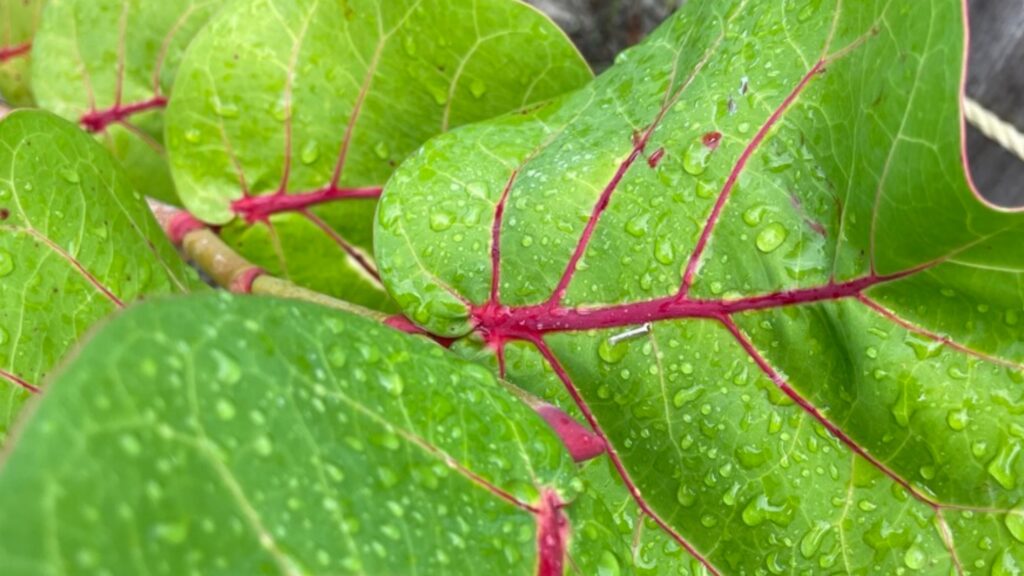 Sea Grape leaf veins 16x9