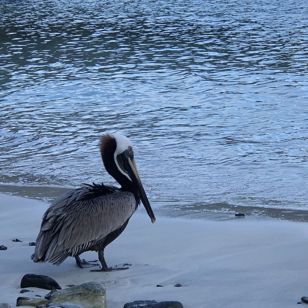 pelican bird