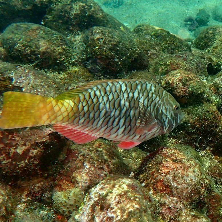 Yellowtail parrotfish