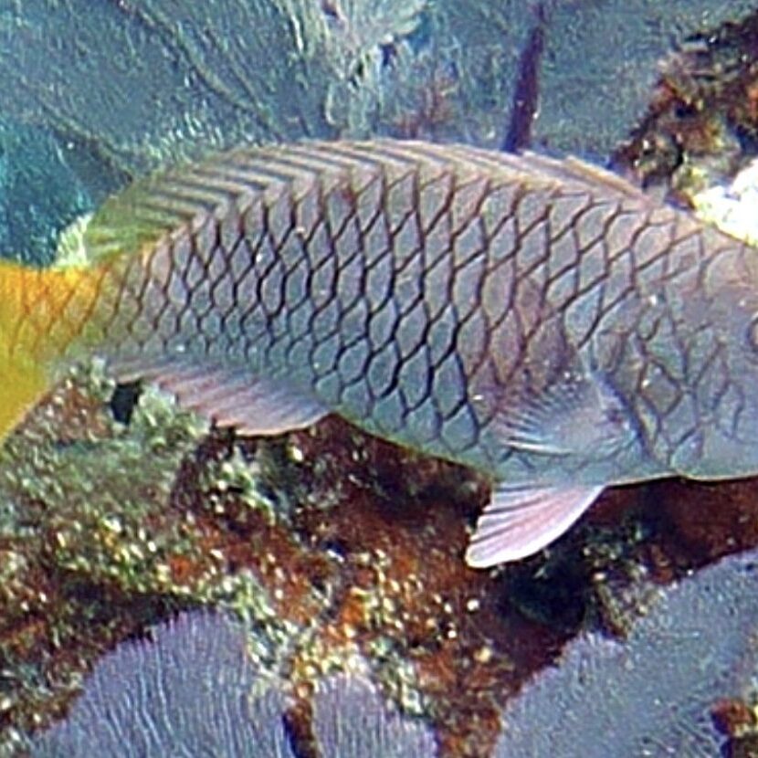 Yellowtail Parrotfish