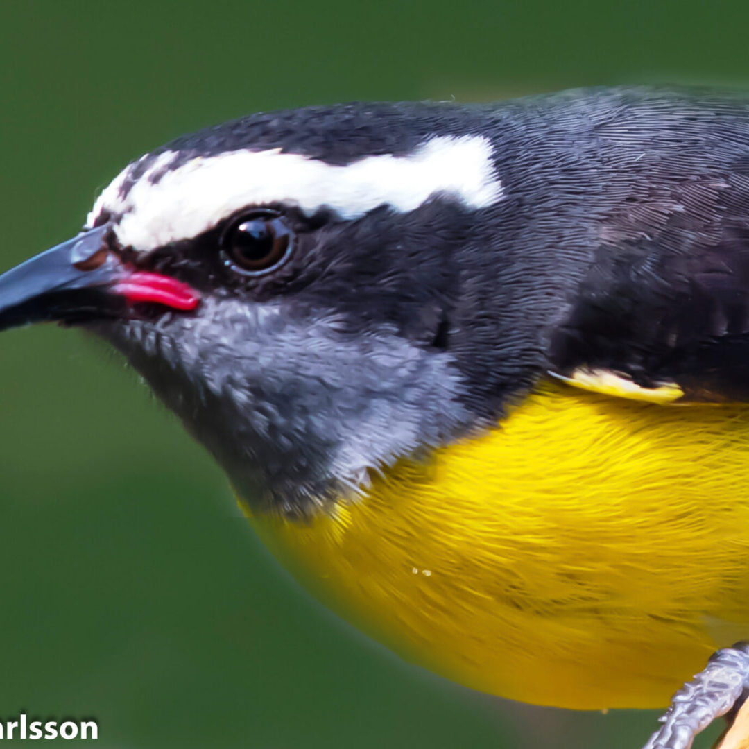 Bananaquit Gail Karlsson-