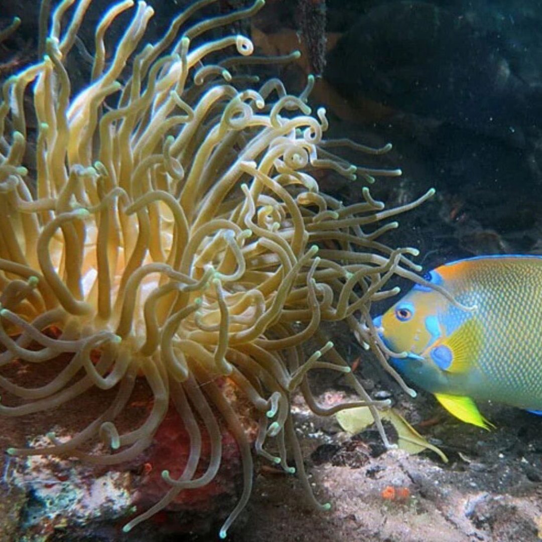 Caroline Rogers Fish and coral. Photo by Caroline Rogers