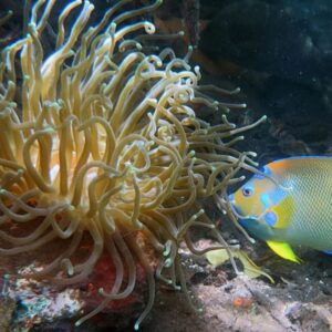 Fish and coral. Photo by Caroline Rogers