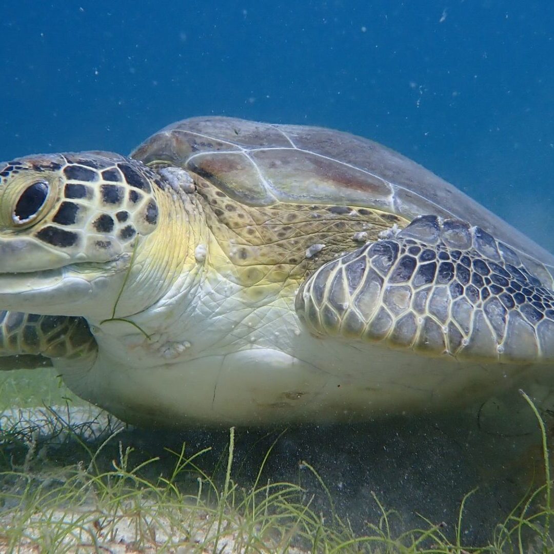 FP Study turtle 16x9