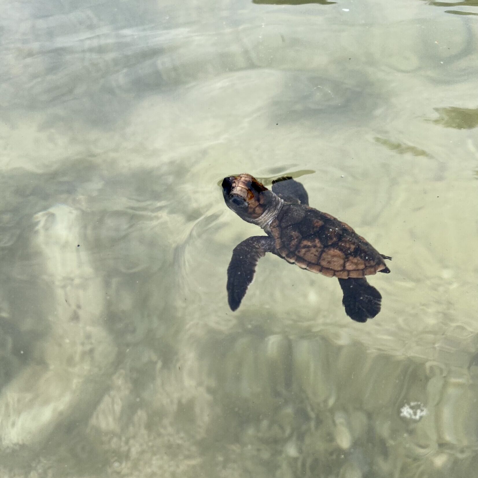 Hawksbill Sea Turtle Hatchling