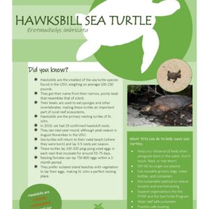 Hawksbill sea turtle informational poster with photos