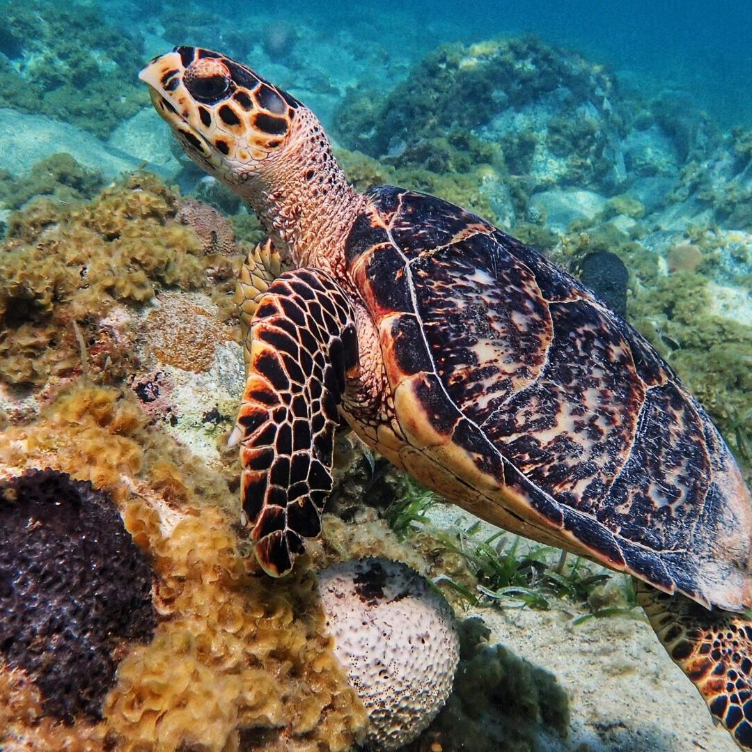 Hawksbill Sea Turtle