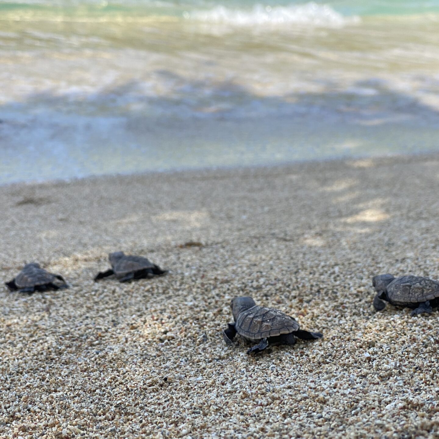 Hawksbill Sea Turtle Hatchlings