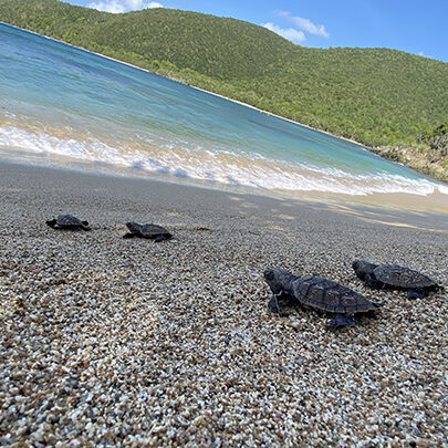 hatchlings IMG-8459 crop