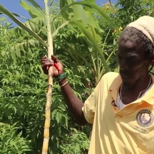 Gardening with Charles Jackson