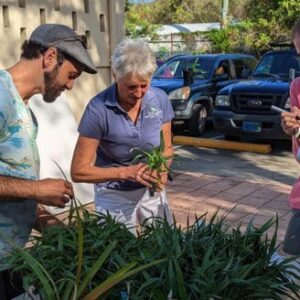 Plant Giveaway 2022 VI Daily News