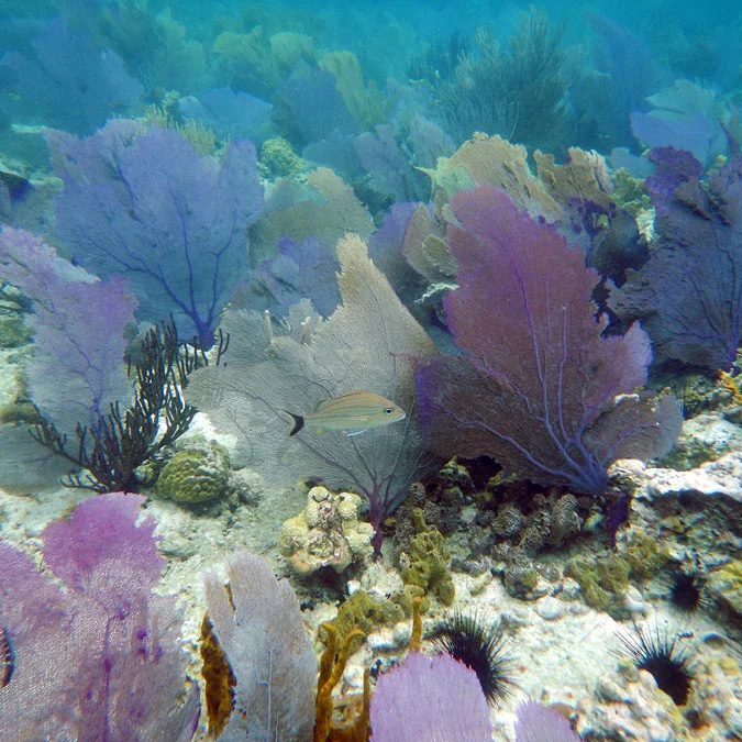 sea fan coral