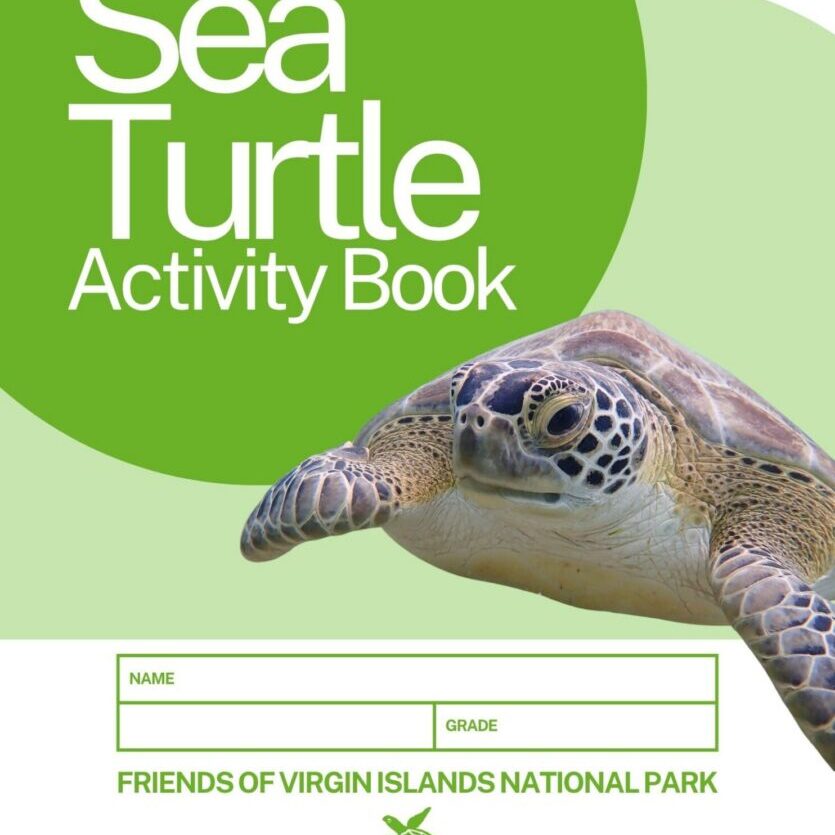 Sea Turtle Activity Book - PDF letter size