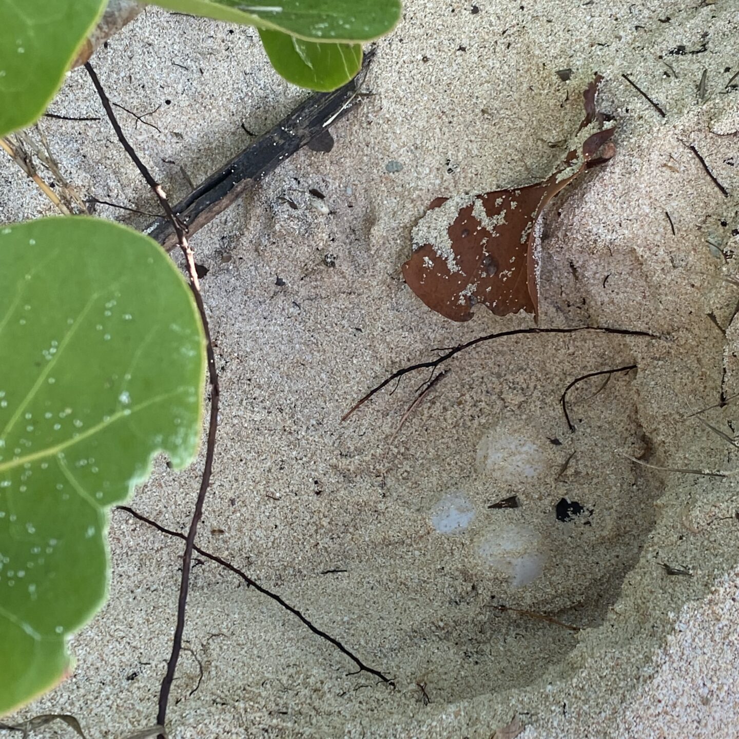 Sea Turtle Nest With Eggs