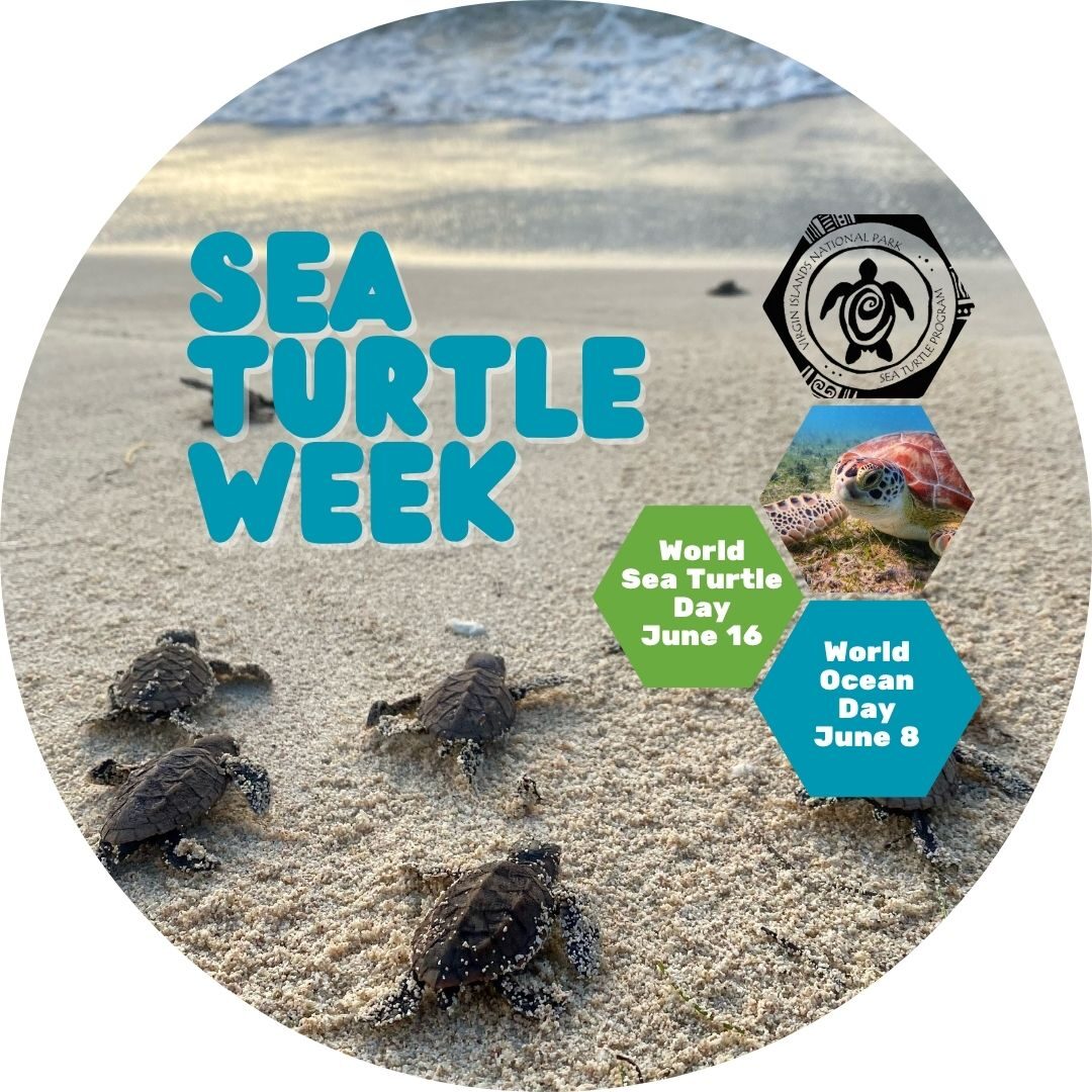Sea Turtle Week Sea Turtle Week