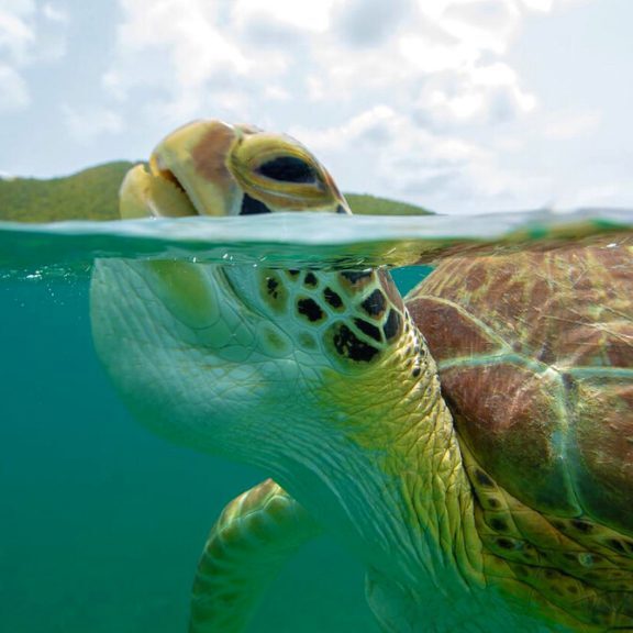 Green Turtle