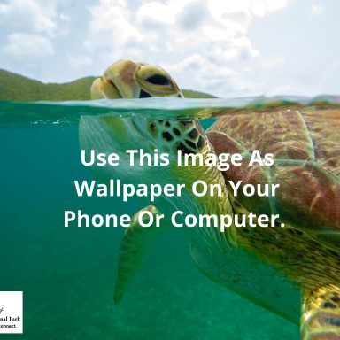 Turtle-Wallpaper-Tablet-1024x768-1