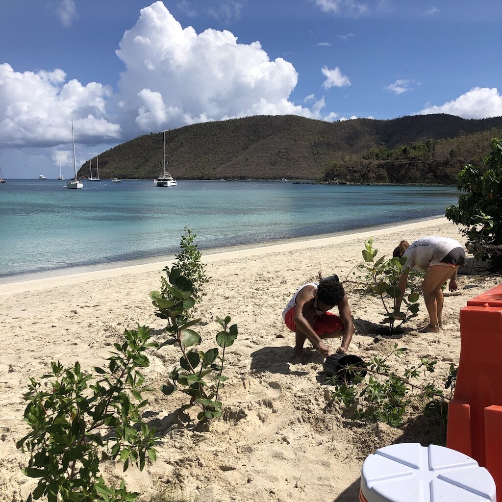 Maho Beach Planting