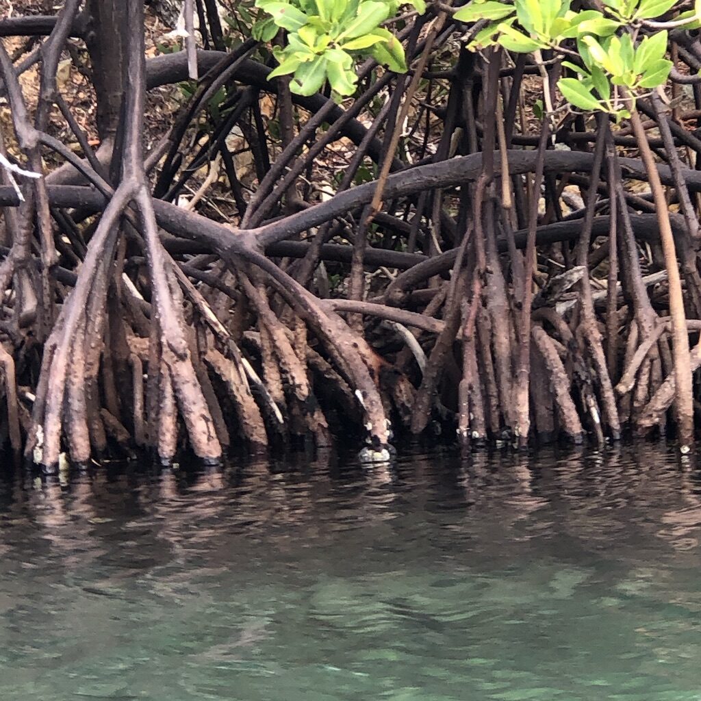 Mangrove