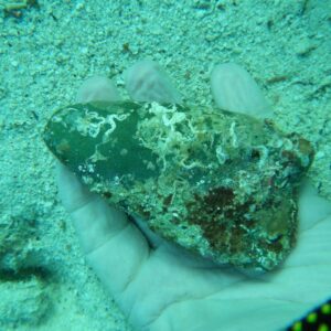 Underwater photo of prehistoric stone tool called a petaloid celt