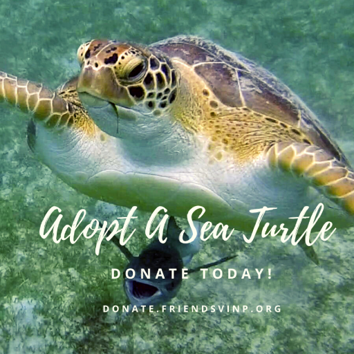 adopt a sea turtle instagram (1)