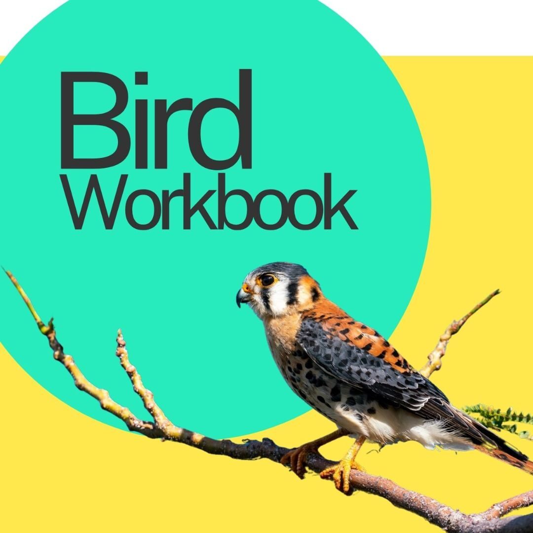 bird workbook
