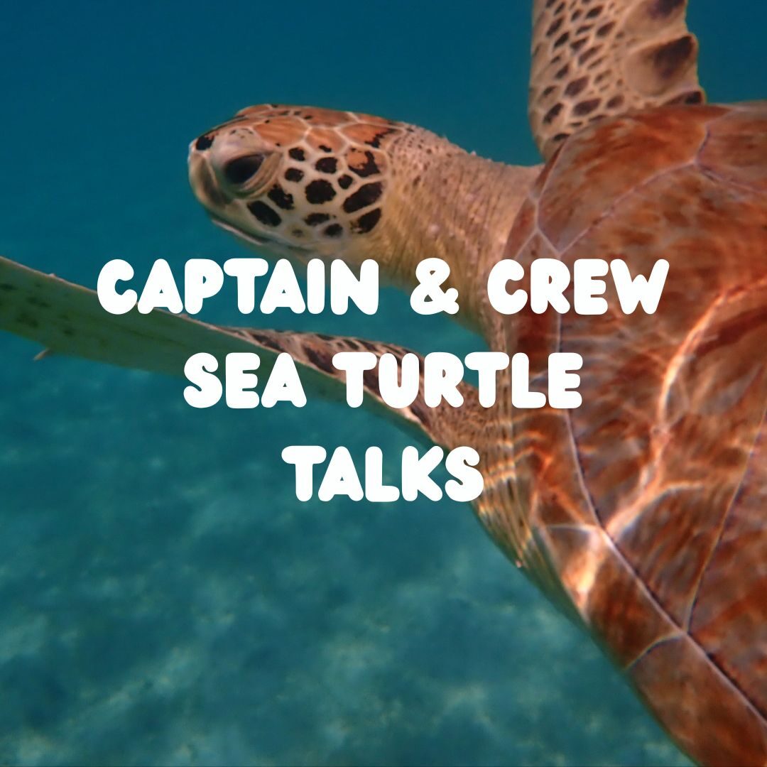 captain turtle talks