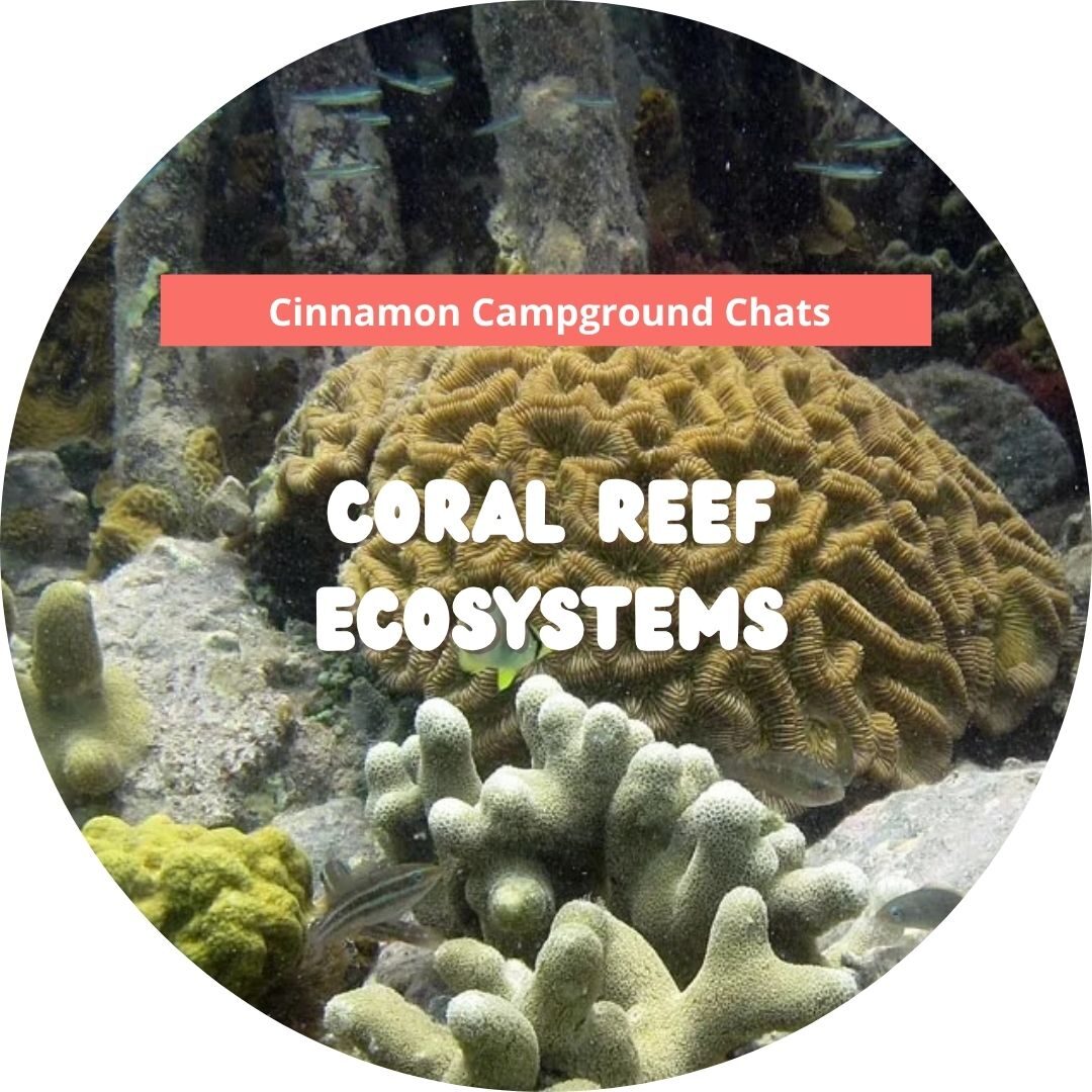 coral reef cinn chats