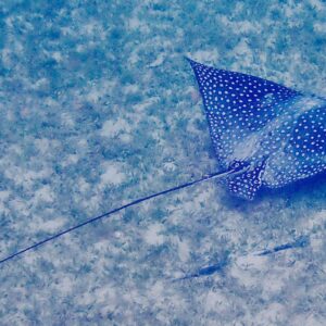 Long-tailed spotted eagle ray gliding