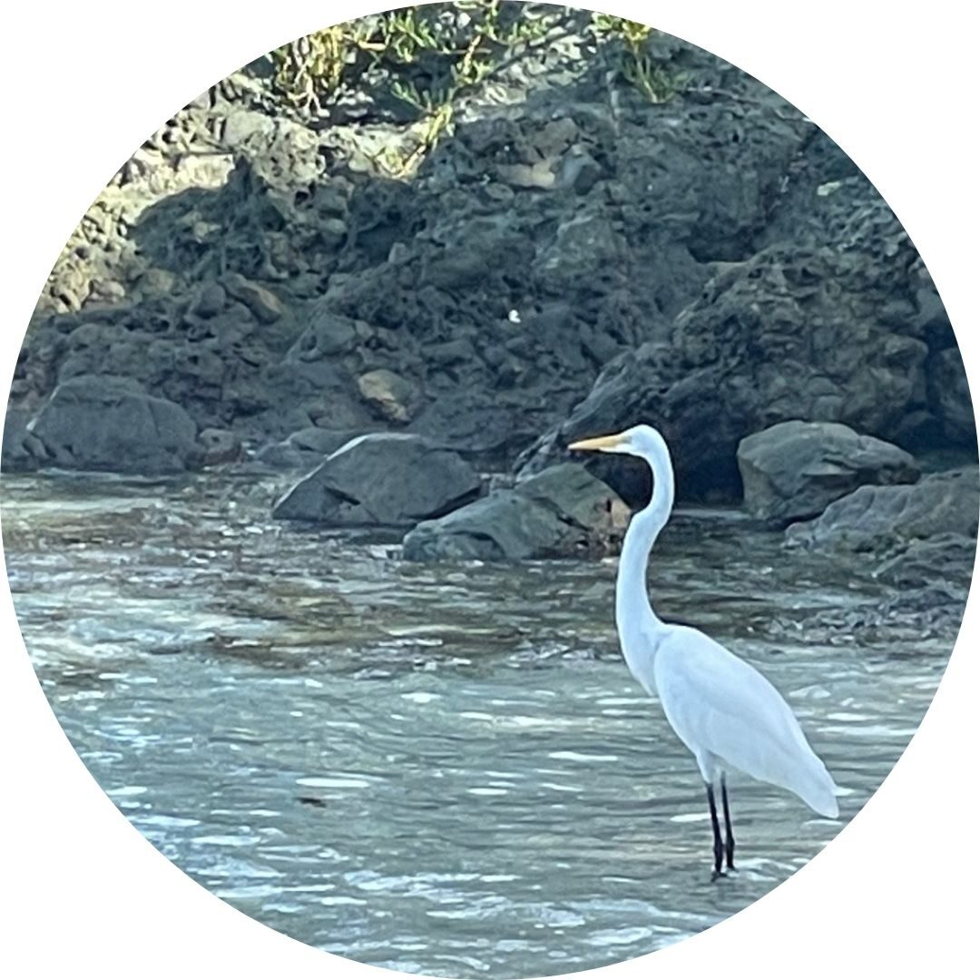 Egret