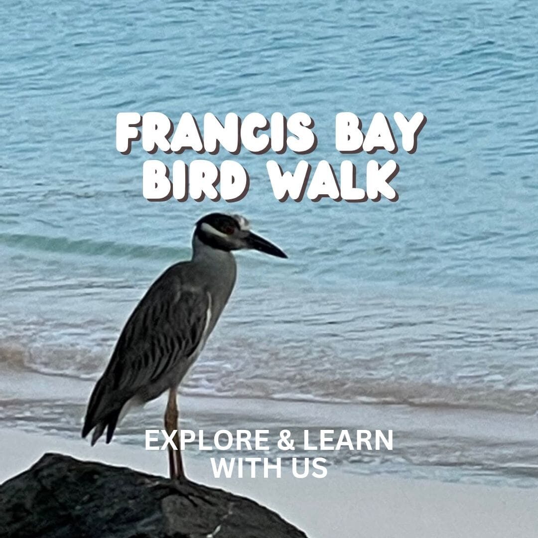 francis bay walk birds (2)