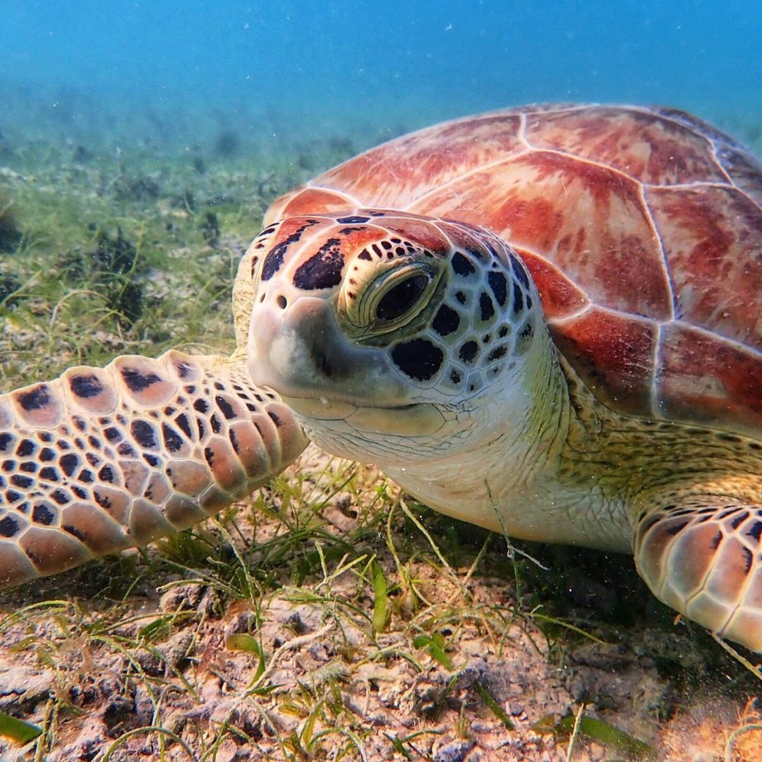 A sea turtle on the seafloor