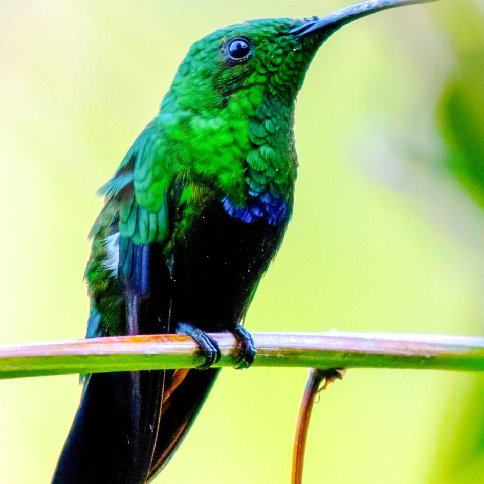 green-throated-carib-hummingbird-gail-karlsson-