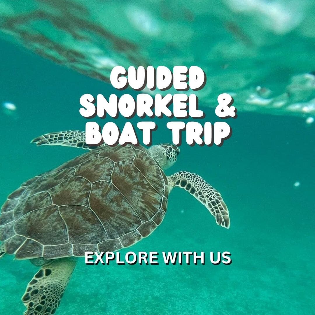 guided snorkel boat trip
