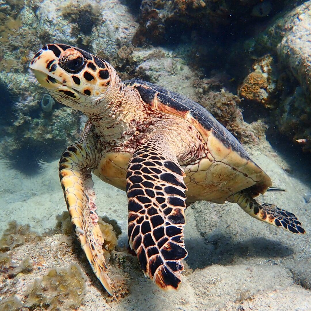 Sea Turtle Hawksbill