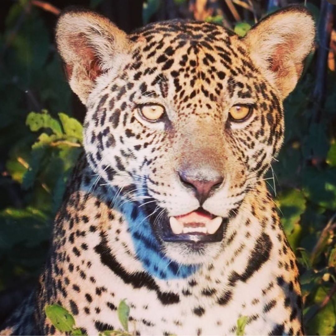 jaguar