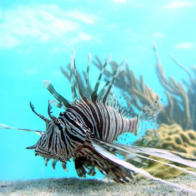 lionfish_tile_0007