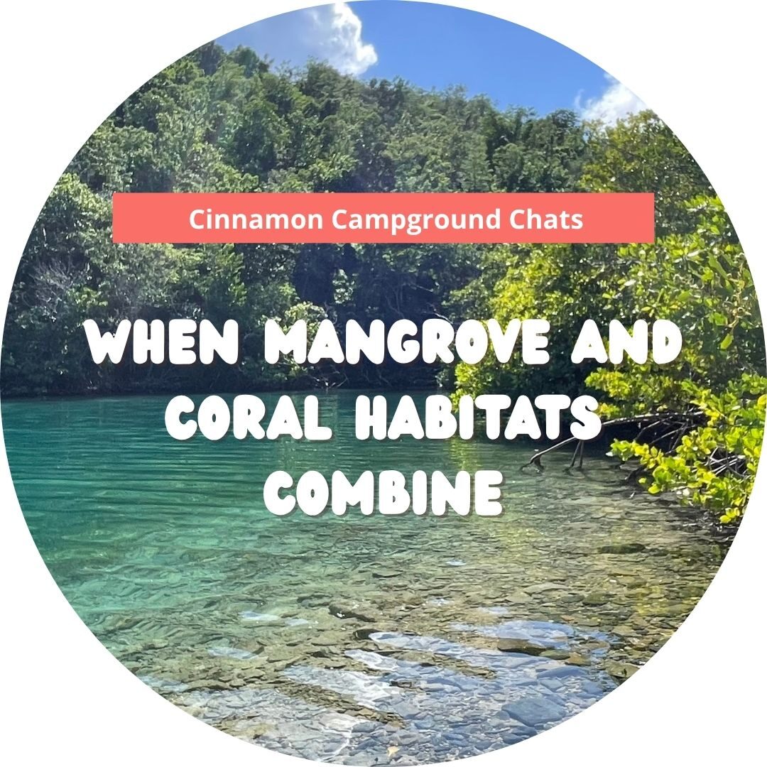 mangroves and coral cinn chats