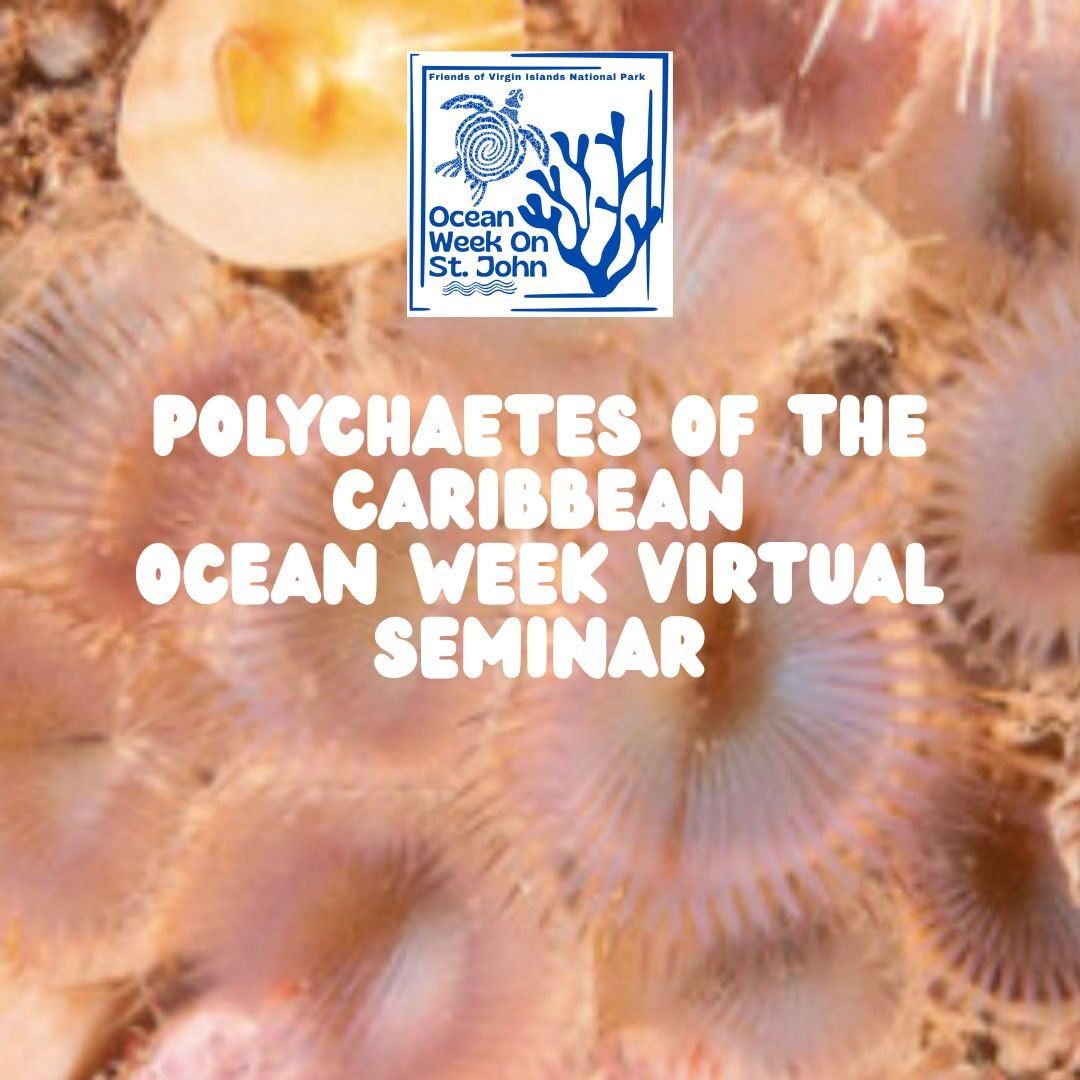 marine worm seminar
