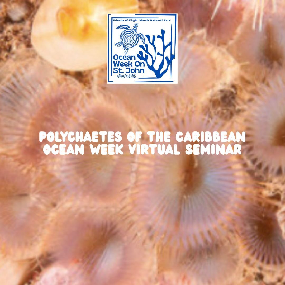 marine worm seminar marine worm seminar