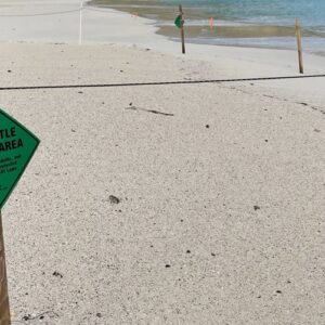 Turtle Nesting Area