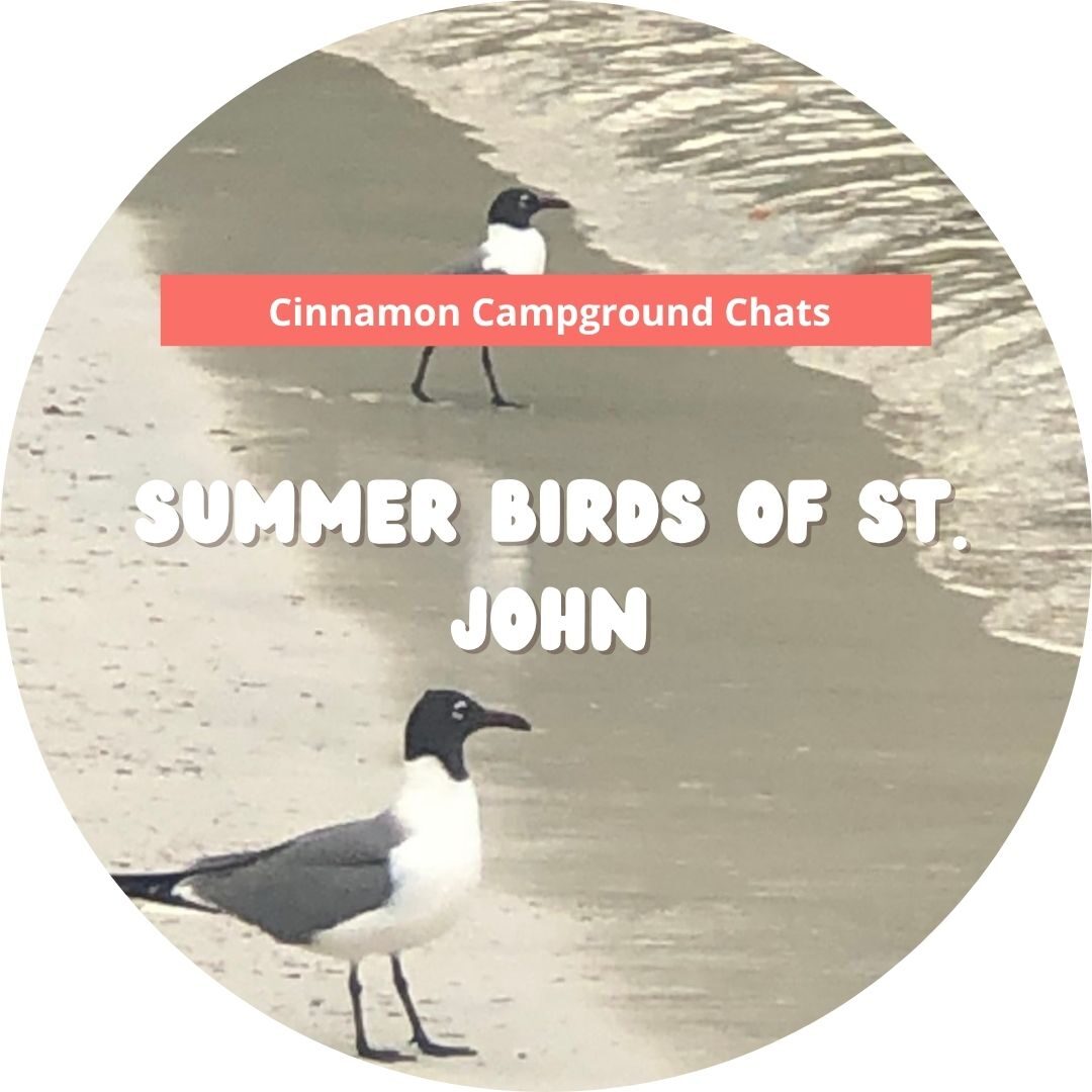summer birds cinn chats