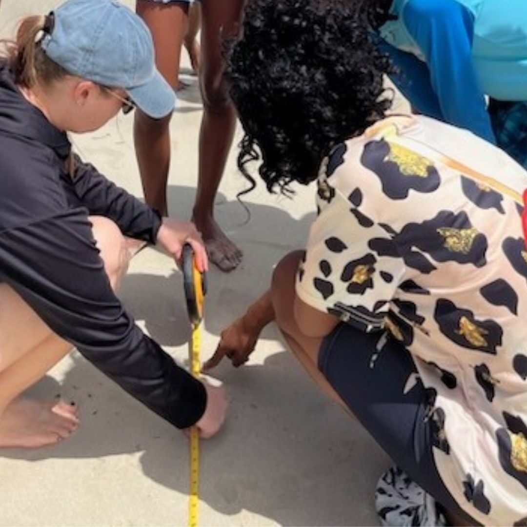 turtle measuring turtle measuring