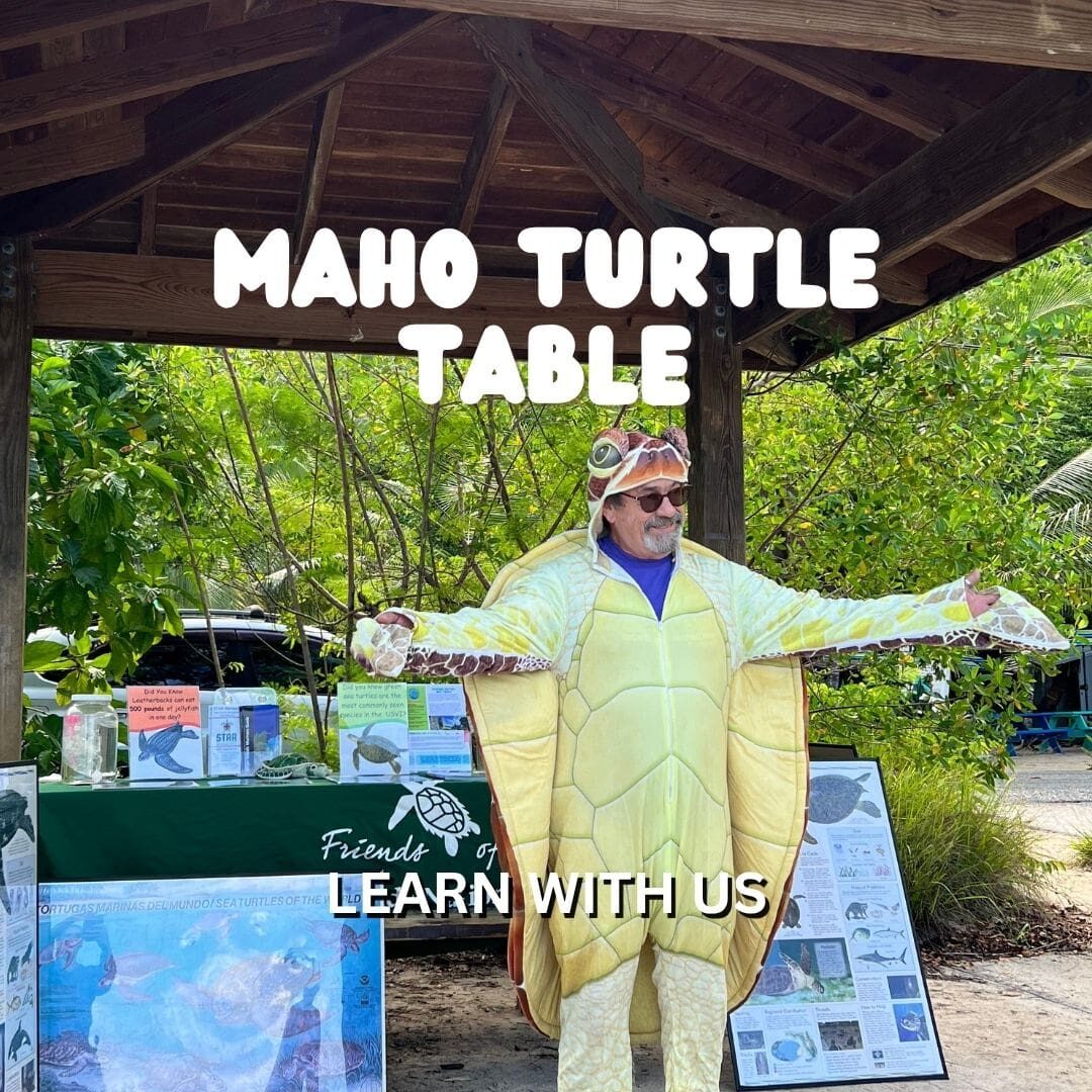 turtle table at maho