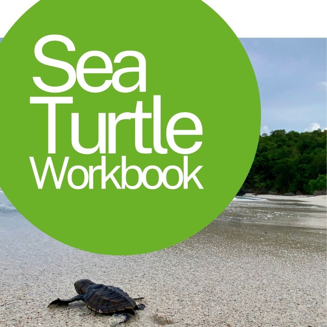 turtle workbook