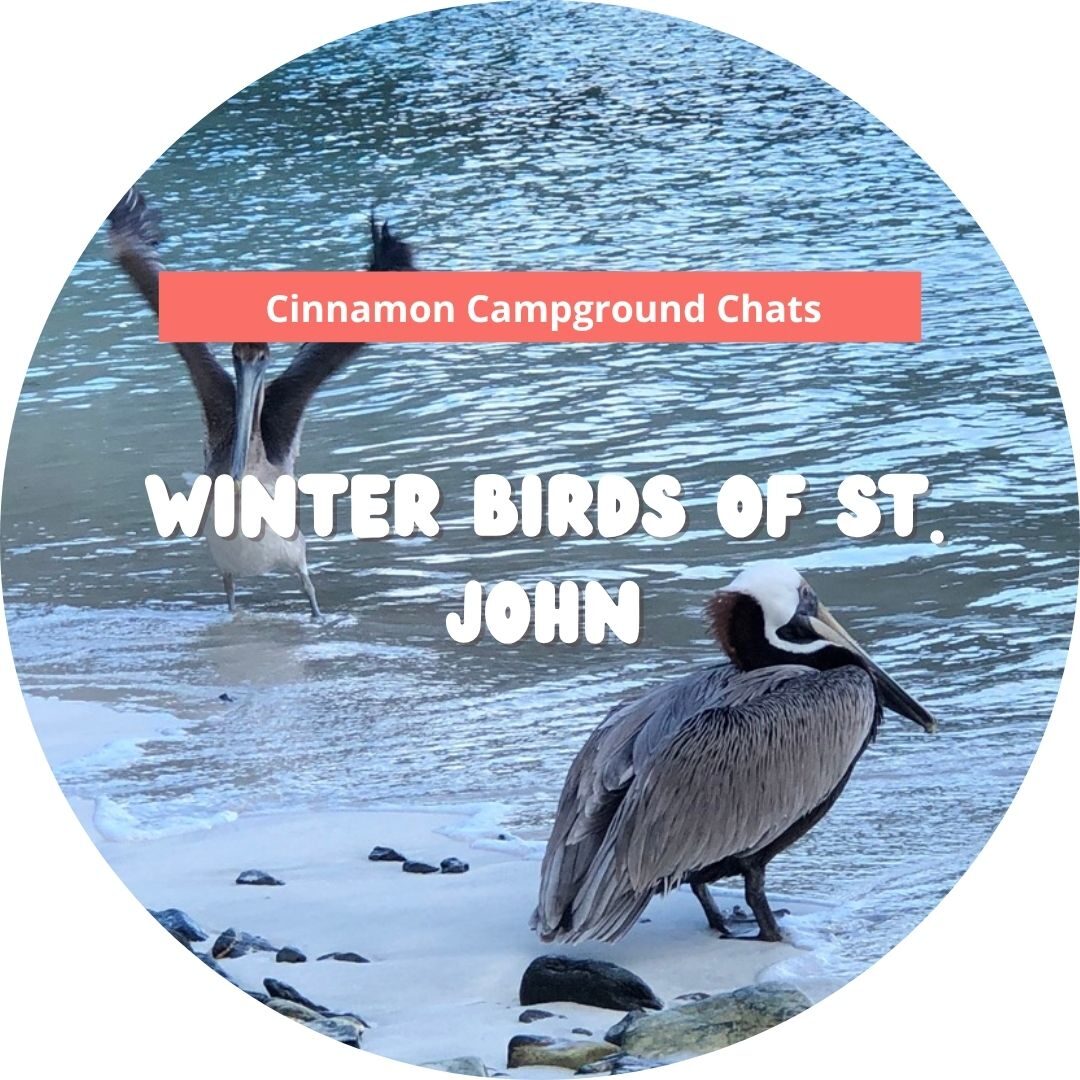 winter birds cinn chats